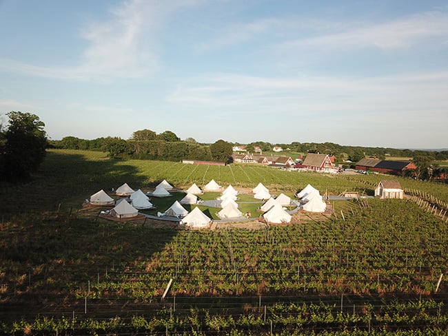 Vita tält för glamping på en solig vinodling på Arilds vingård i Skåne.