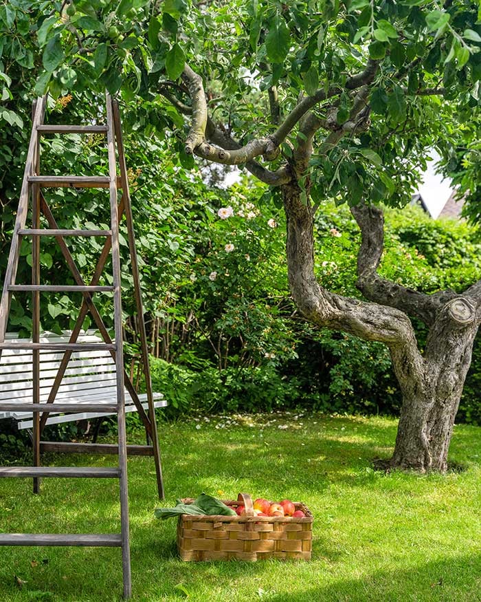 Trädgård med äppelträd med mogna äpplen i hus på landet