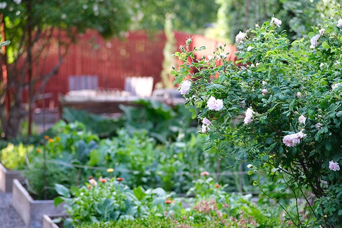 Trädgård med odlingslådor och rosor i hus på landet