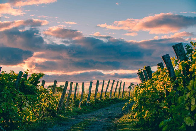 Skymning på Arilds vingård med grönskande vinrankor på var sida om en stig. På himlen är de lätta molnen blå och rosa.